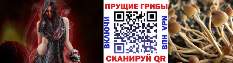 гидра   Любань  Псилоцибиновые грибы мицелий 